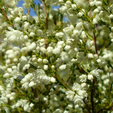 Erica leucanthera flowers